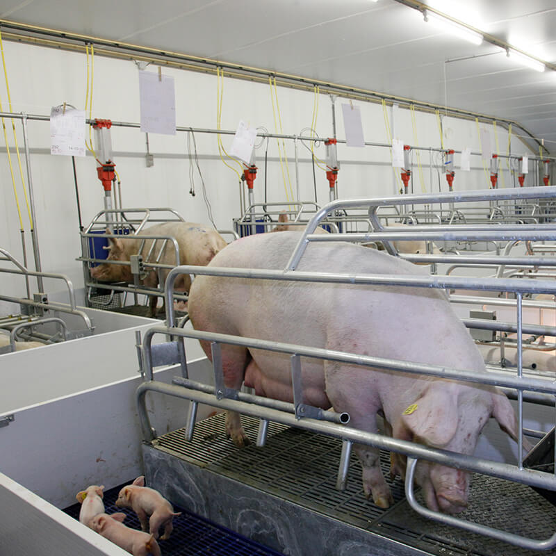 Farrowing sows